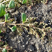 calyptridium manandrum
